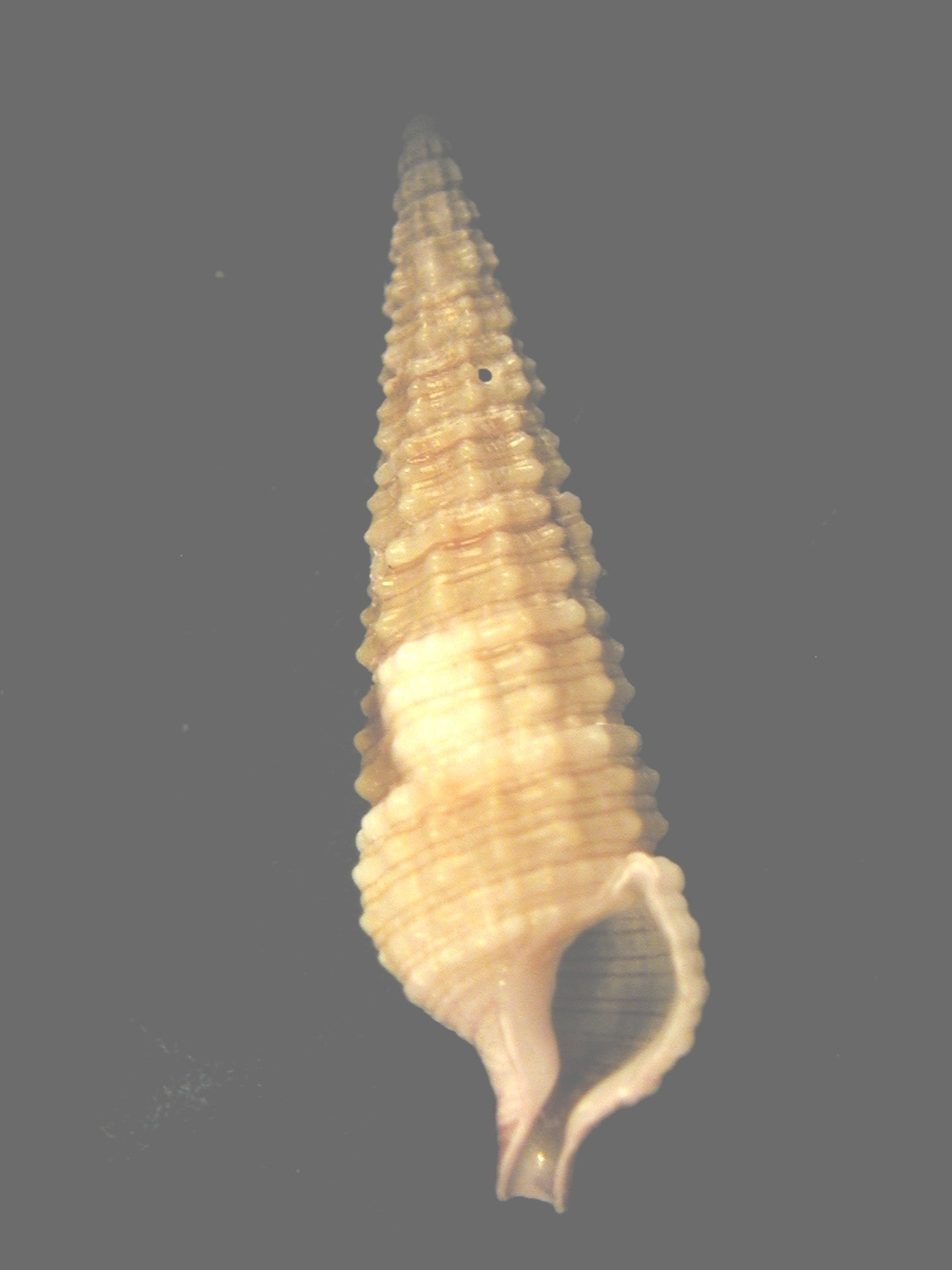 Famiglia Cerithiidae ,Genere Cerithium